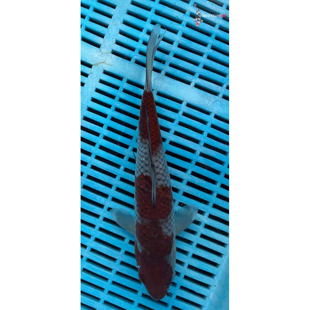 10-12” Imported Ochiba Shigure