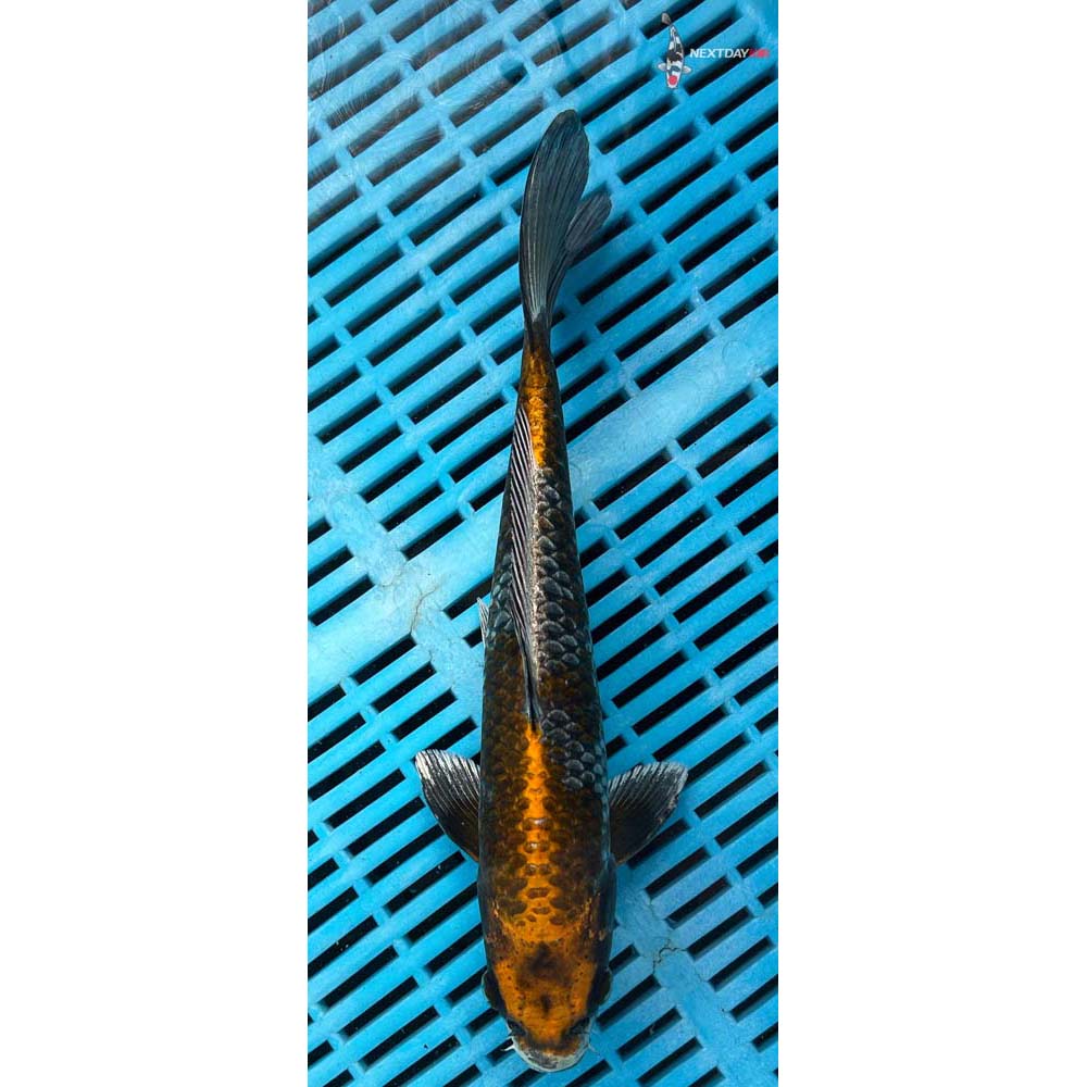 10-12” Imported Kujaku