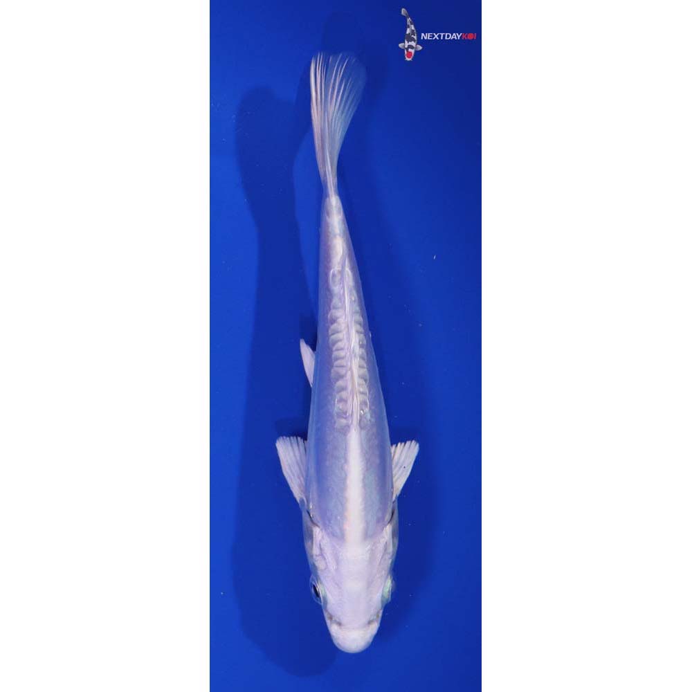 6” Imported Doitsu Platinum Ogon
