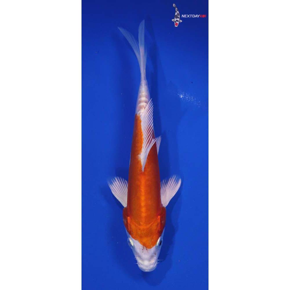 6” Imported Kikusui