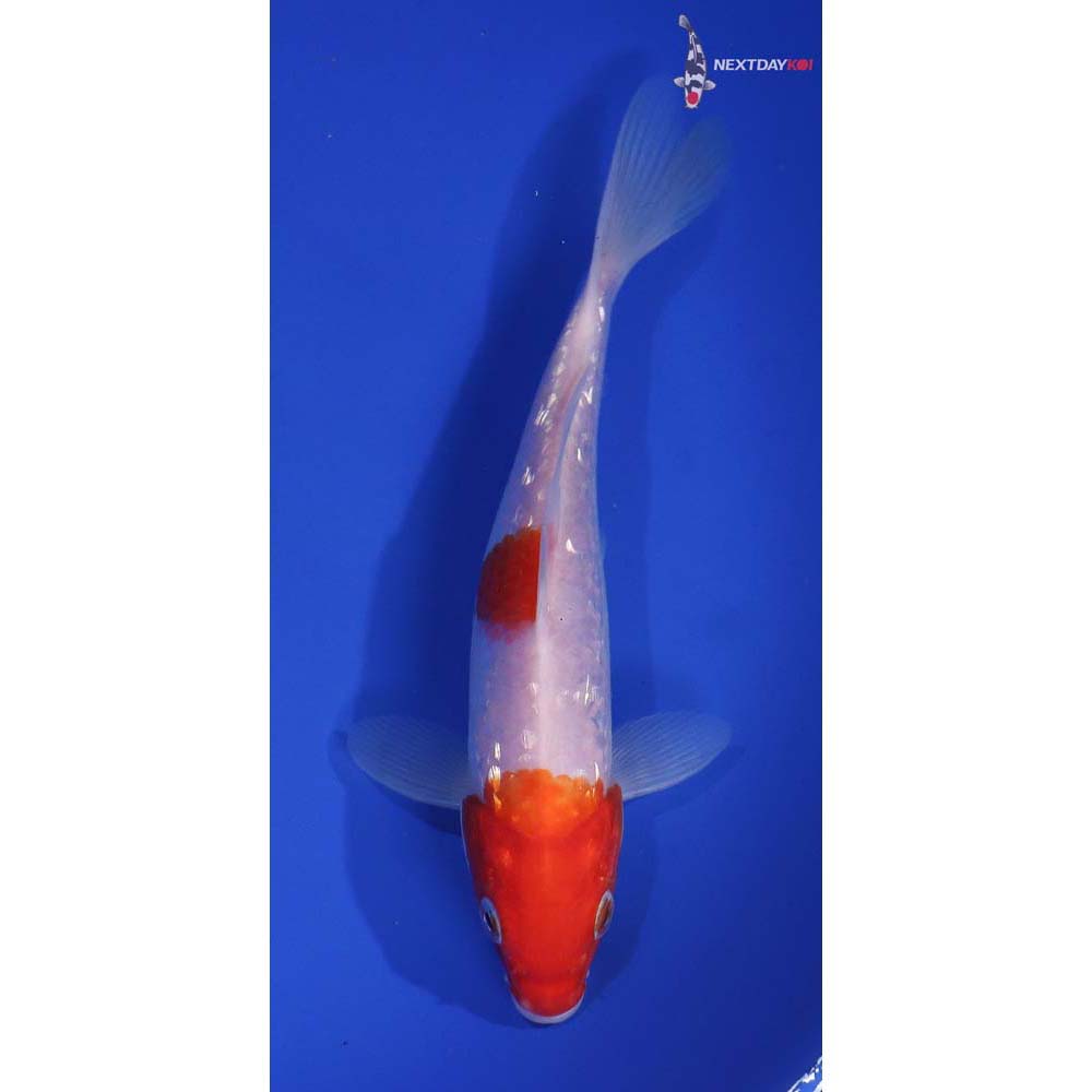 6.5” Imported Gin Rin Kohaku