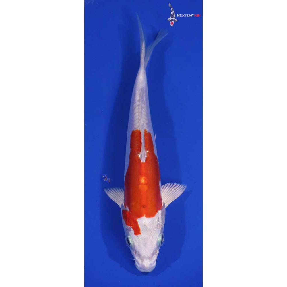 7” Imported Kikusui