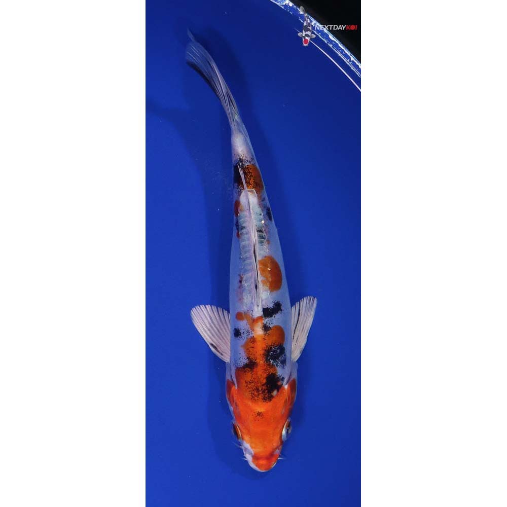 7” Imported Heisei Nishiki