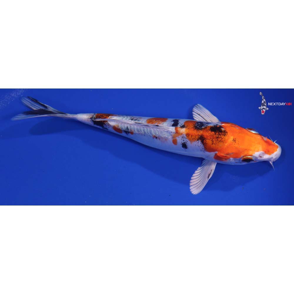 7” Imported Heisei Nishiki