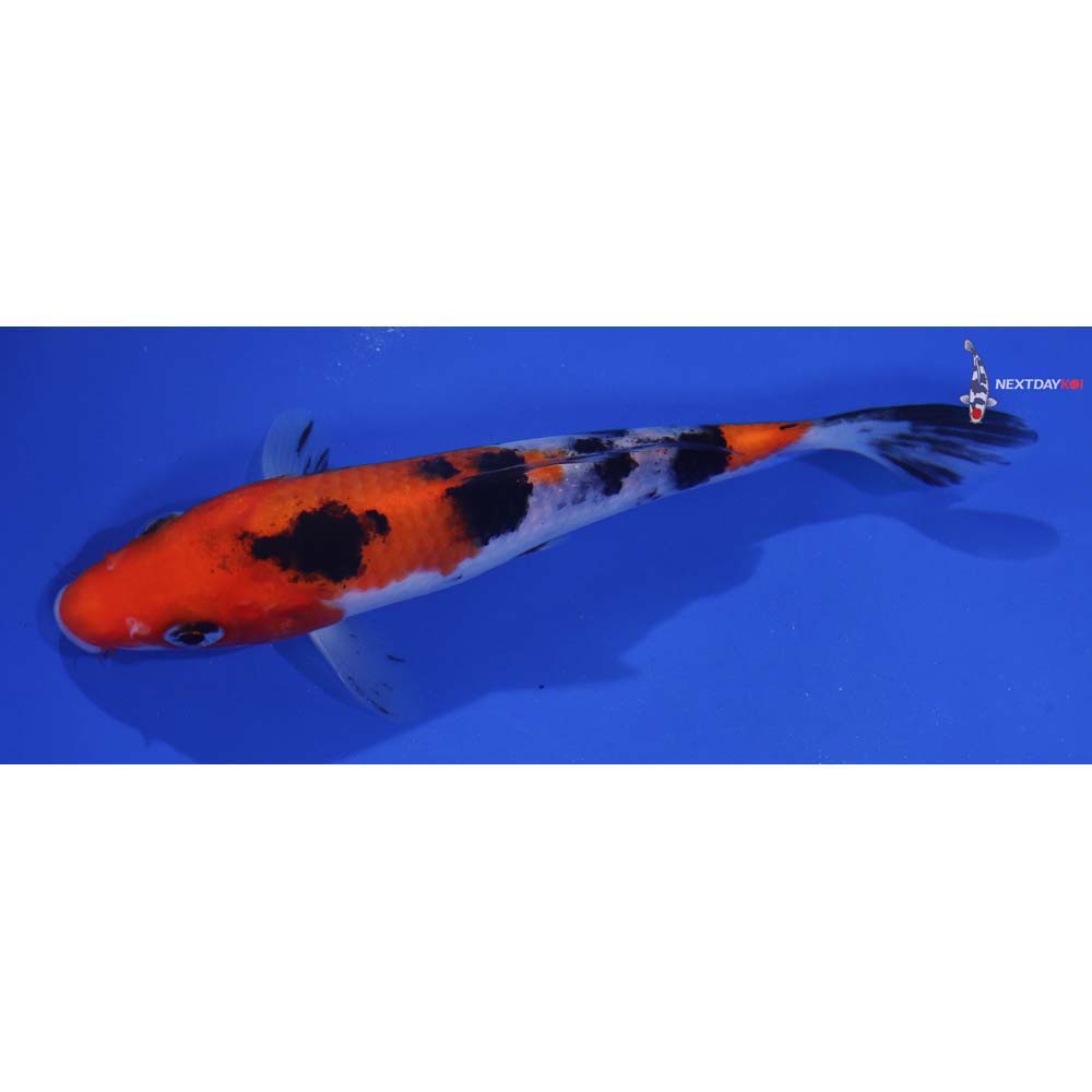 6” Imported Sanke