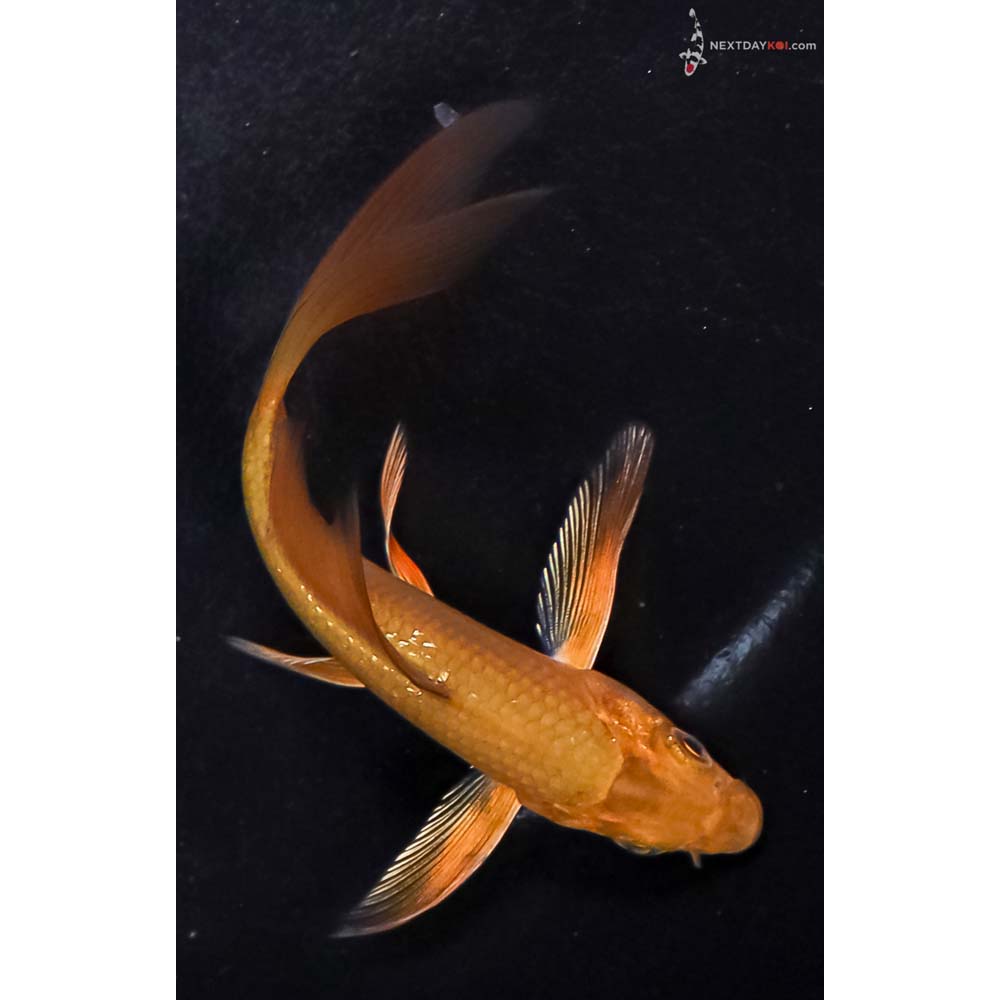 4.5” Imported Chagoi Butterfly Koi