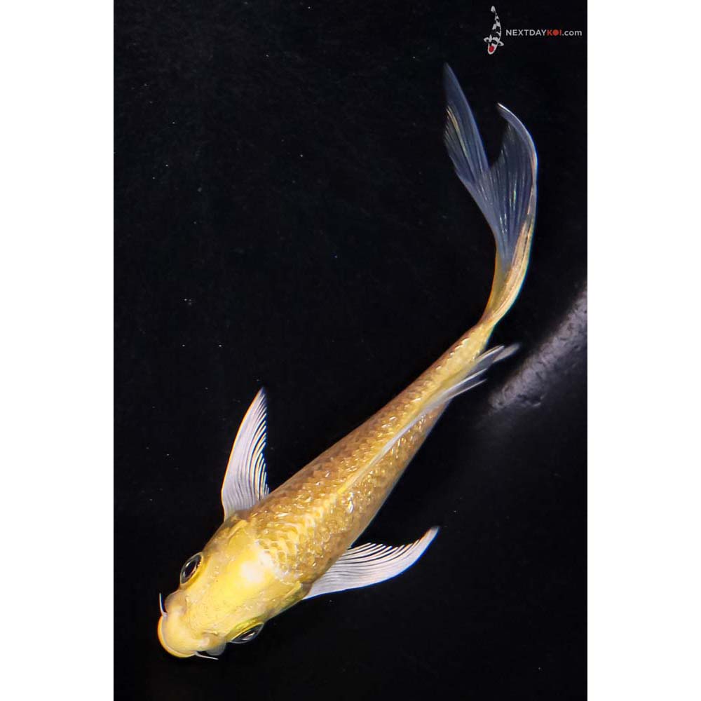 5” Imported Gin Rin Yamabuki Ogon Butterfly Koi