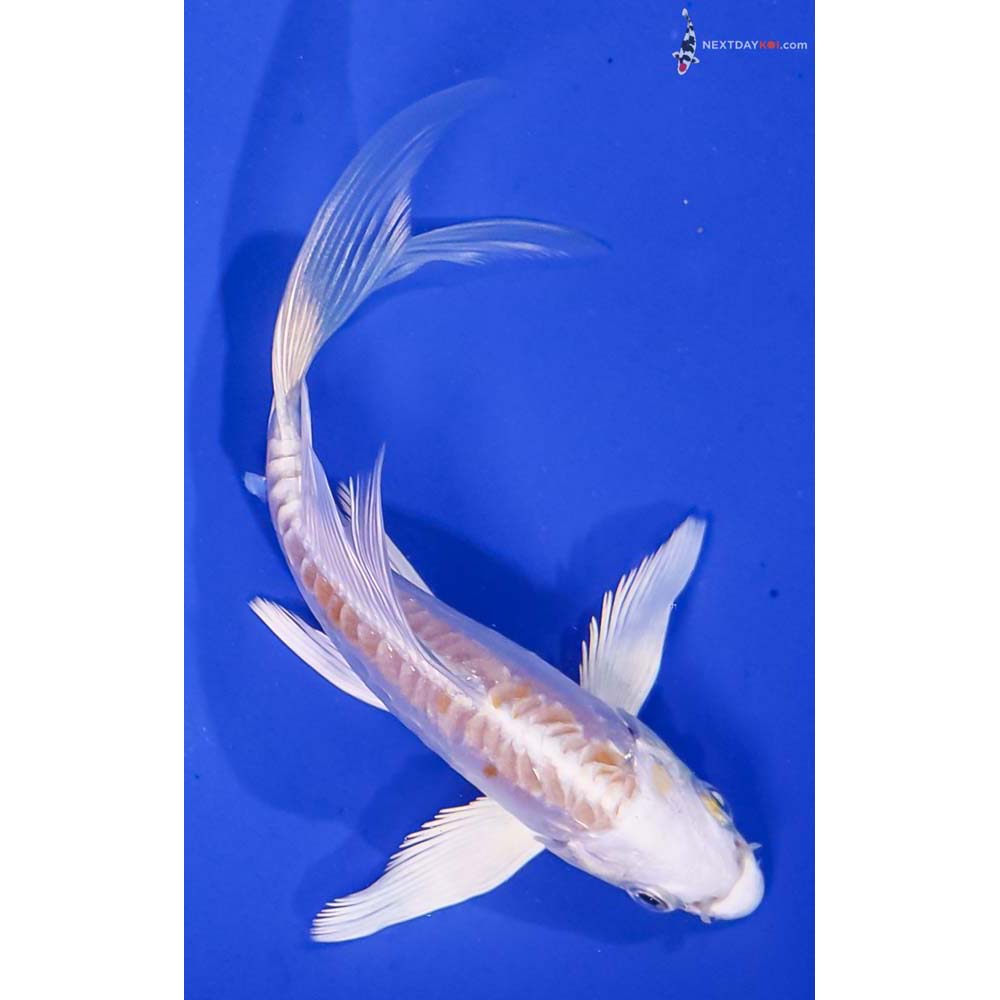 5” Imported Doitsu Lemon Hariwake Butterfly Koi