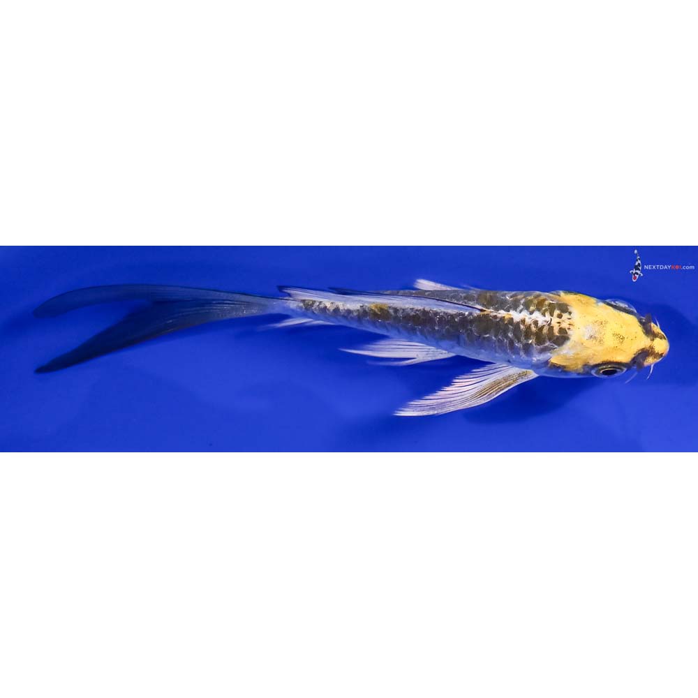 4.5” Imported Armor Scaled Kujaku Butterfly Koi