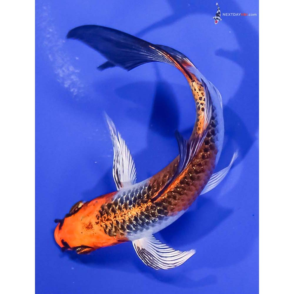 5” Imported Kujaku Butterfly Koi