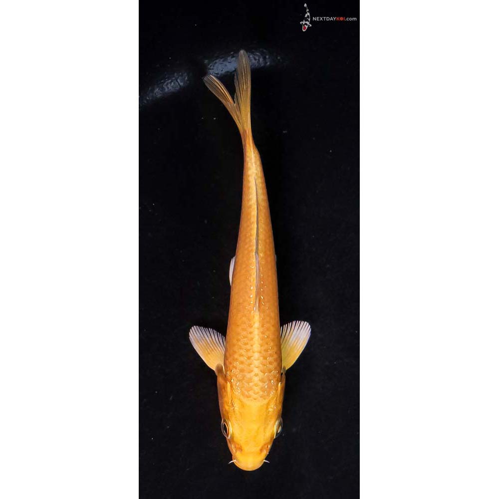 4.5” Imported Yamabuki Ogon