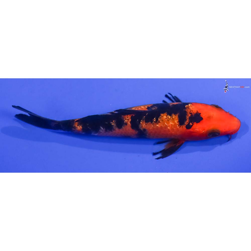 4.5” Imported Gin Rin Aka Bekko