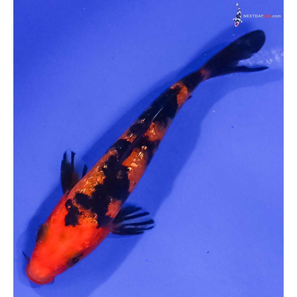 4.5” Imported Gin Rin Aka Bekko