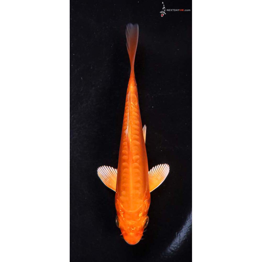 4.5” Imported Doitsu Orenji Ogon