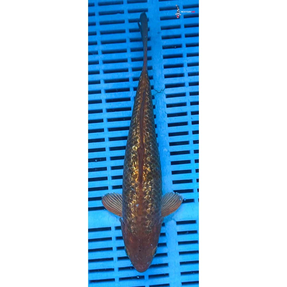 12-14” Imported Gin Rin Chagoi