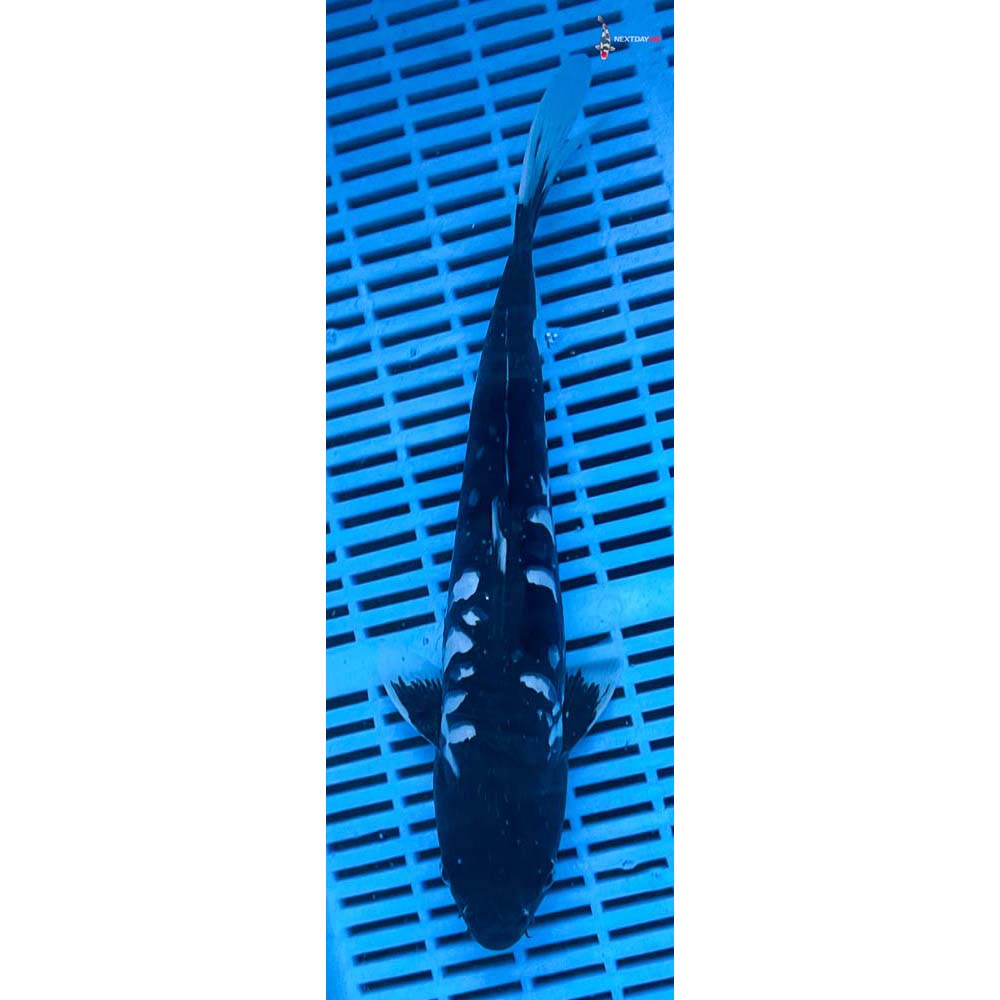 12-14” Imported Kumonryu