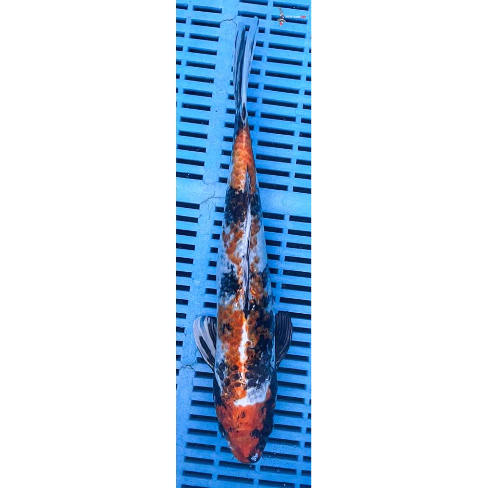 12-14” Imported Kin Showa