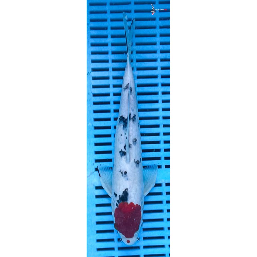 12-14” Imported Sanke