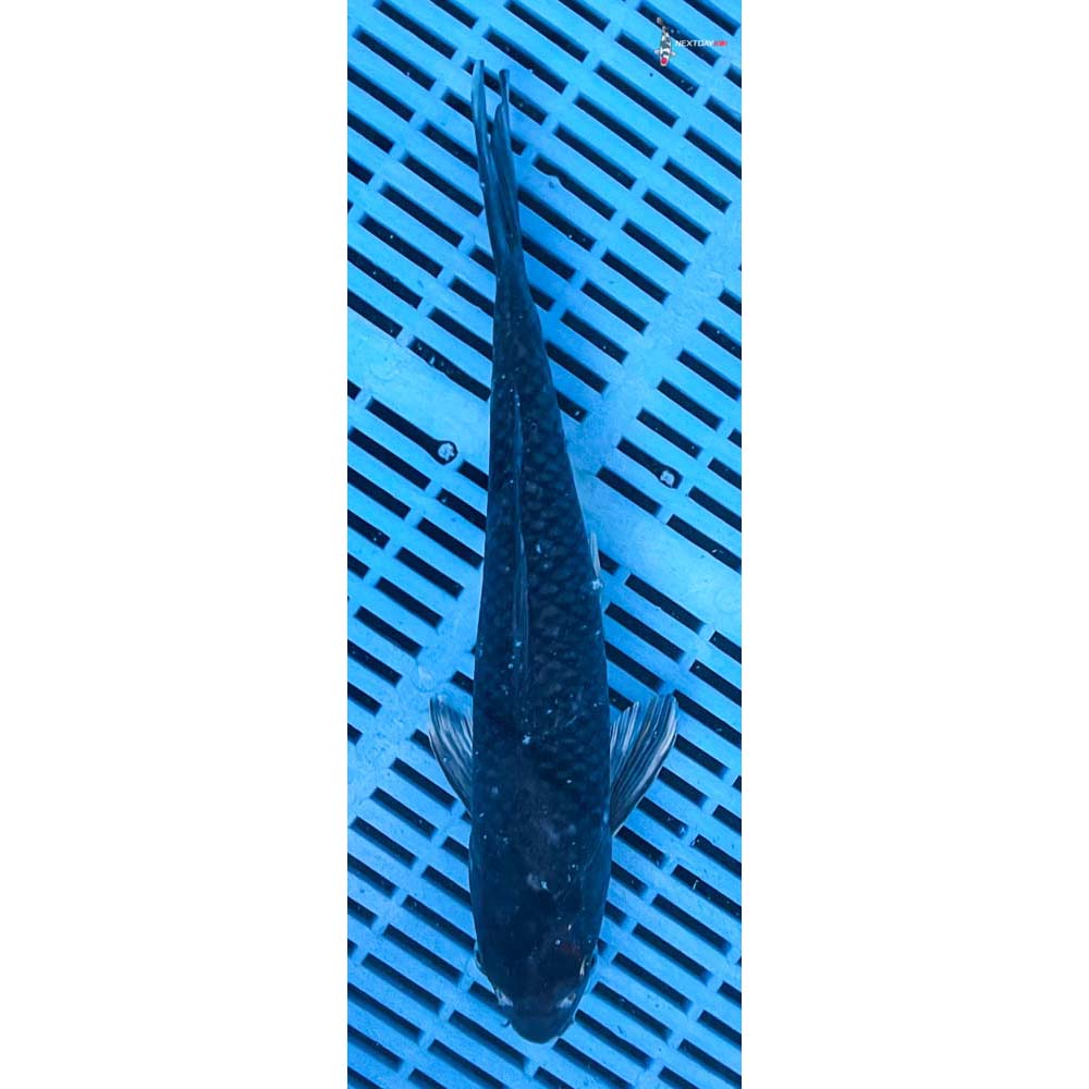 12-14” Imported Ochiba Shigure