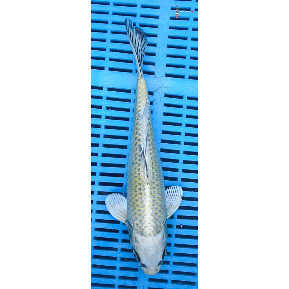 12-14” Imported Ki Matsuba