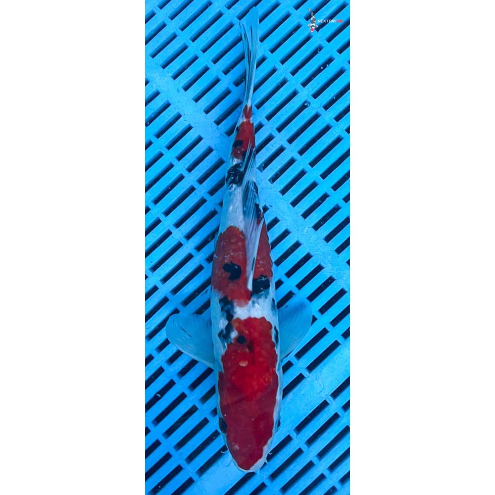 12-14” Imported Sanke