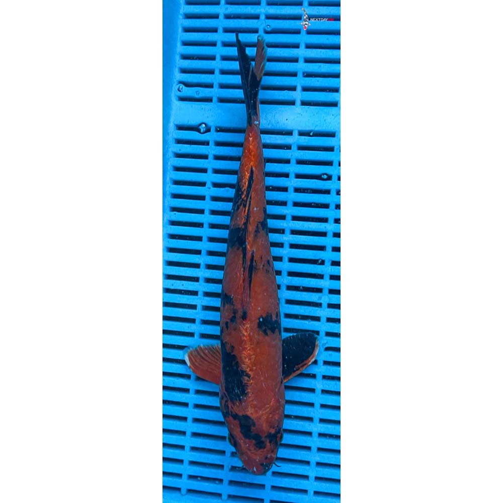 12-14” Imported Kin Hi Utsuri