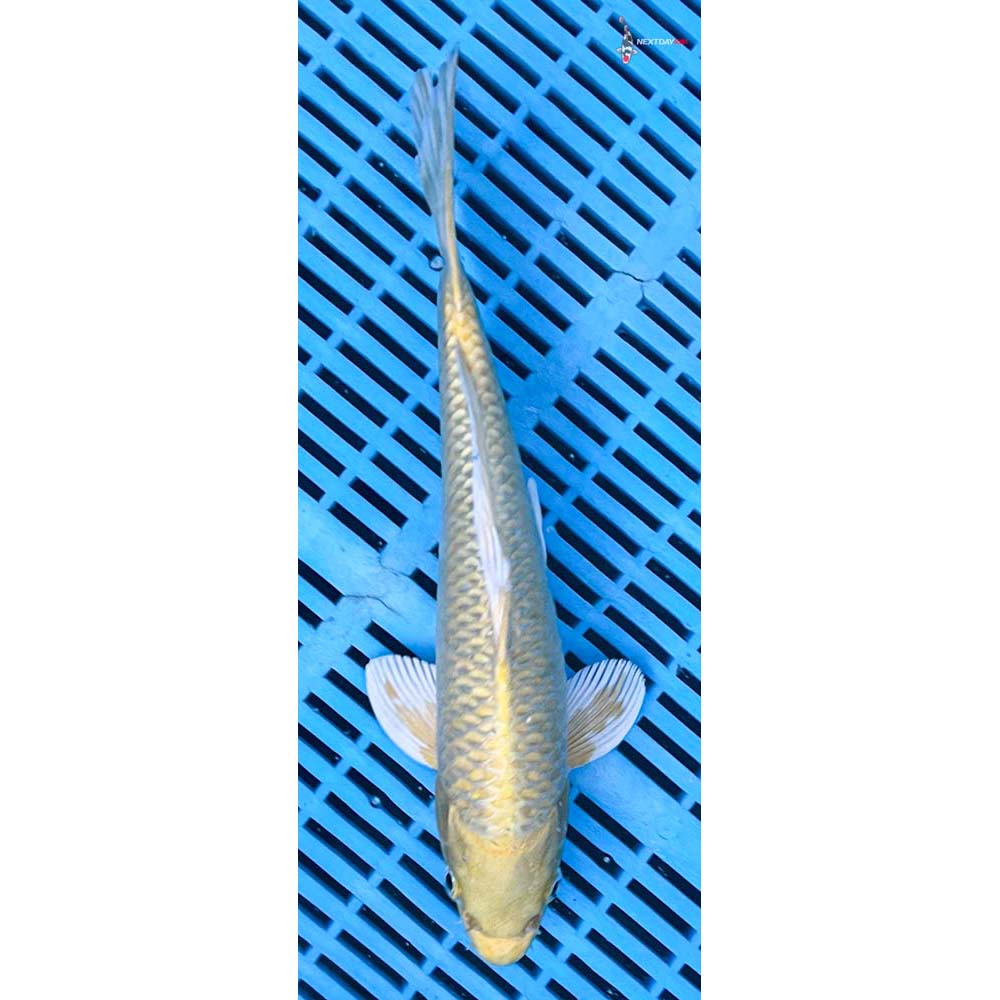 12-14” Imported Yamabuki Ogon