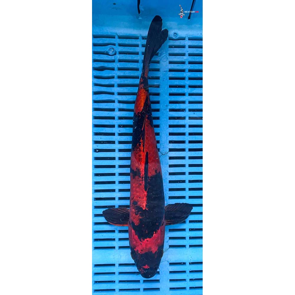 12-14” Imported Hi Utsuri