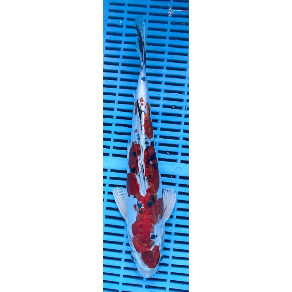 12-14” Imported Heisei Nishiki