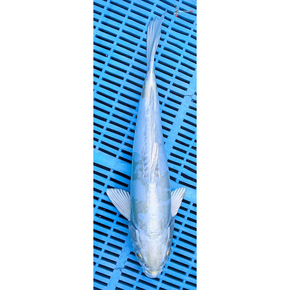 14-16” Imported Doitsu Lemon Hariwake