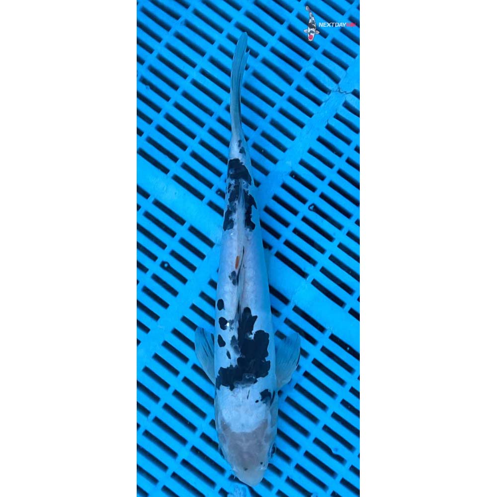 12-14” Imported Doitsu Sanke