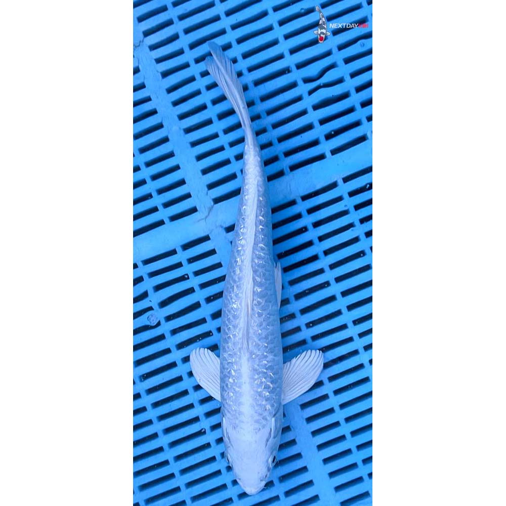 12-14” Imported Gin Rin Platinum Ogon