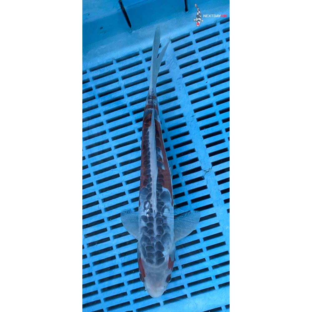 12-14” Imported Shusui