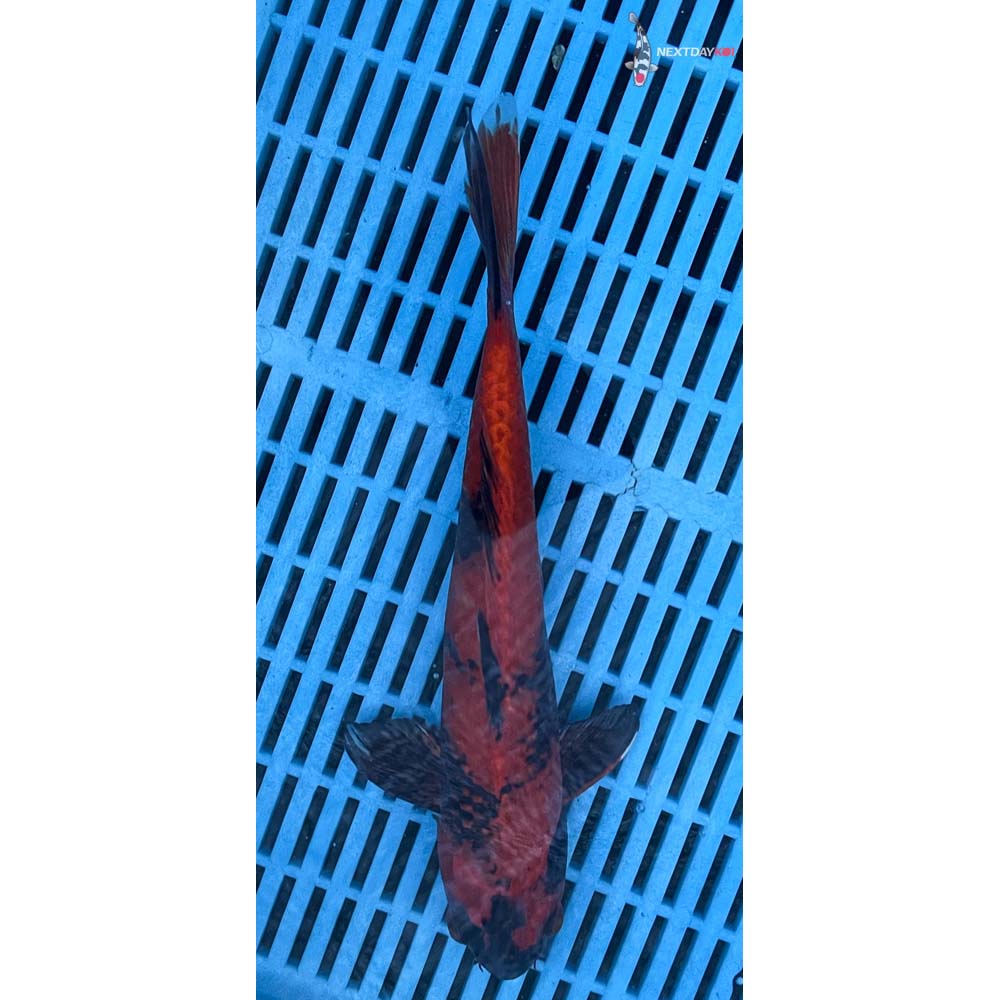 12-14” Imported Kin Hi Utsuri