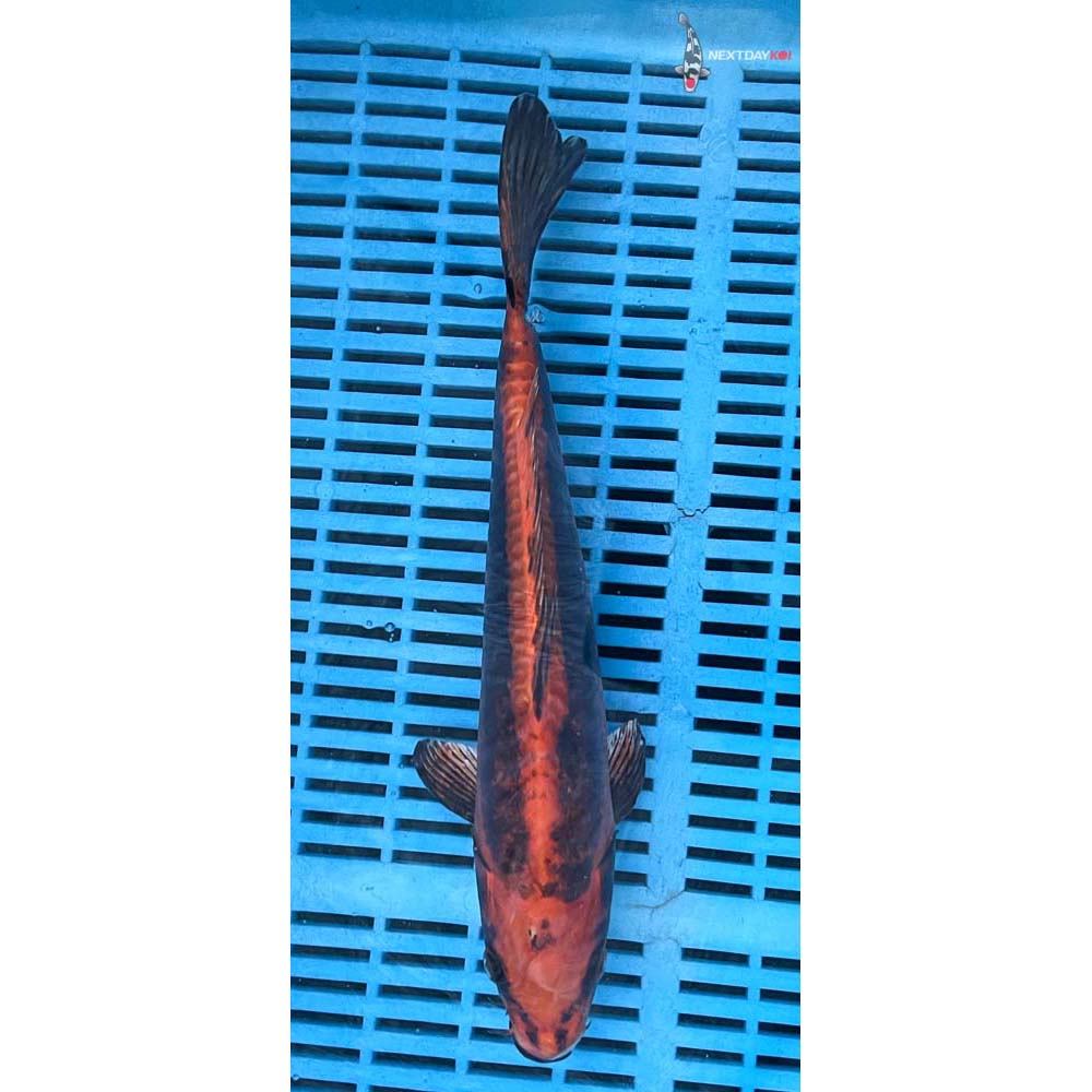 12-14” Imported Kin Kikokuryu
