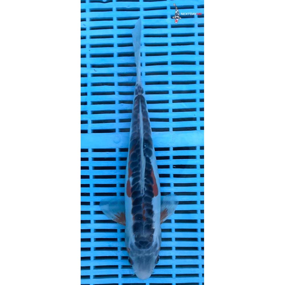 12-14” Imported Shusui