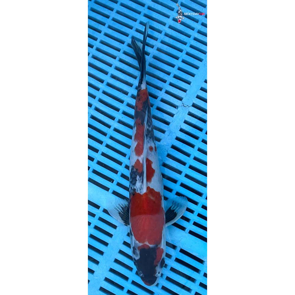 12-14” Imported Showa