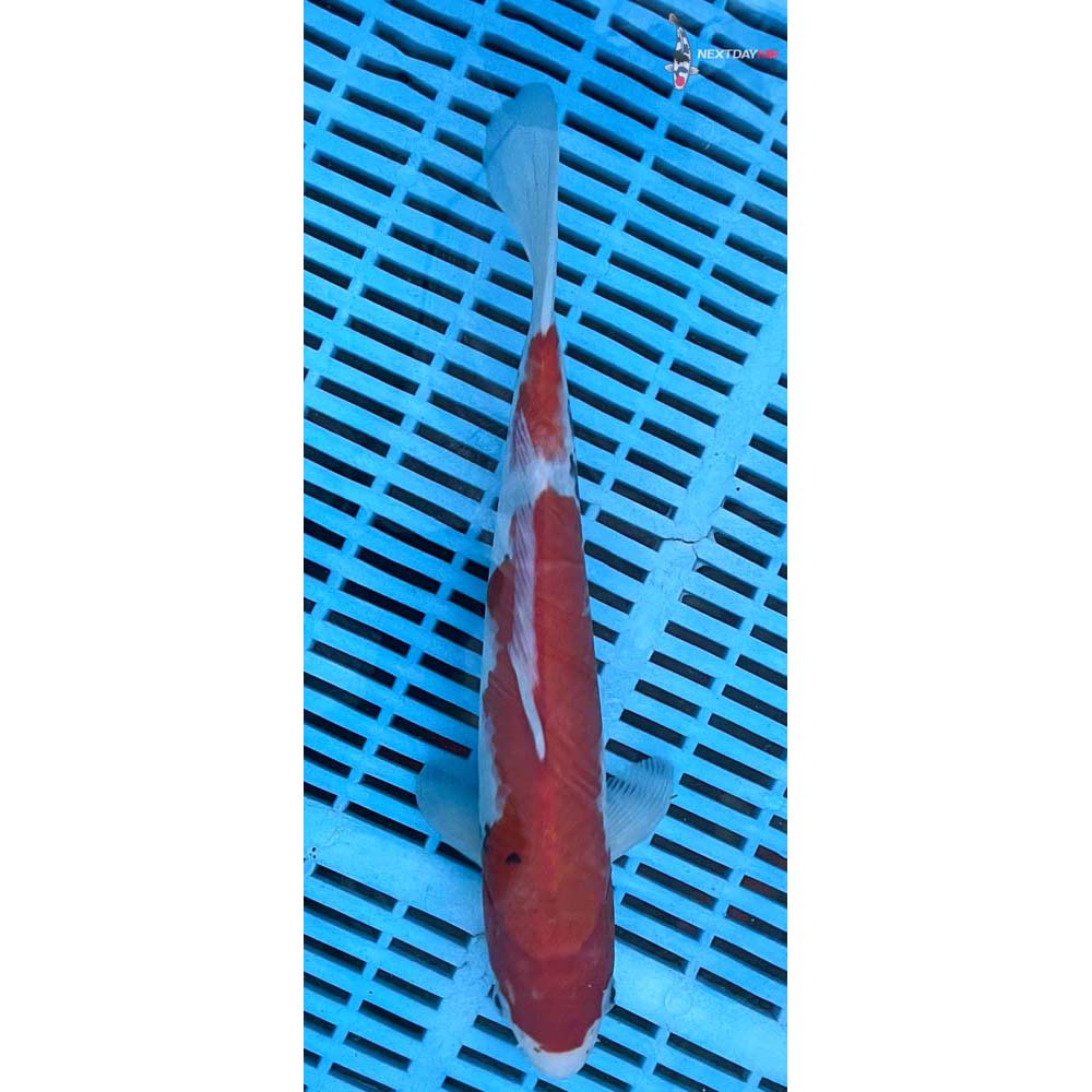 12-14” Imported Sanke