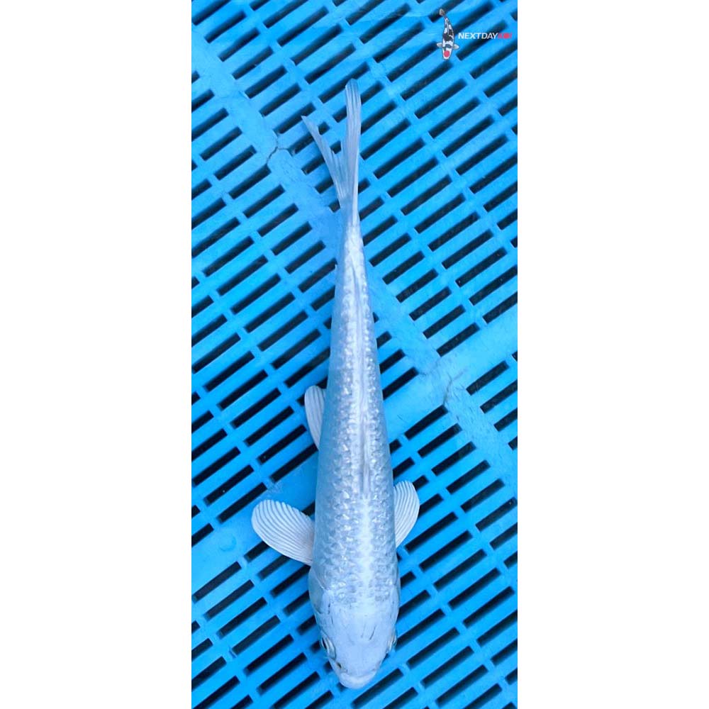 12-14” Imported Gin Rin Platinum Ogon