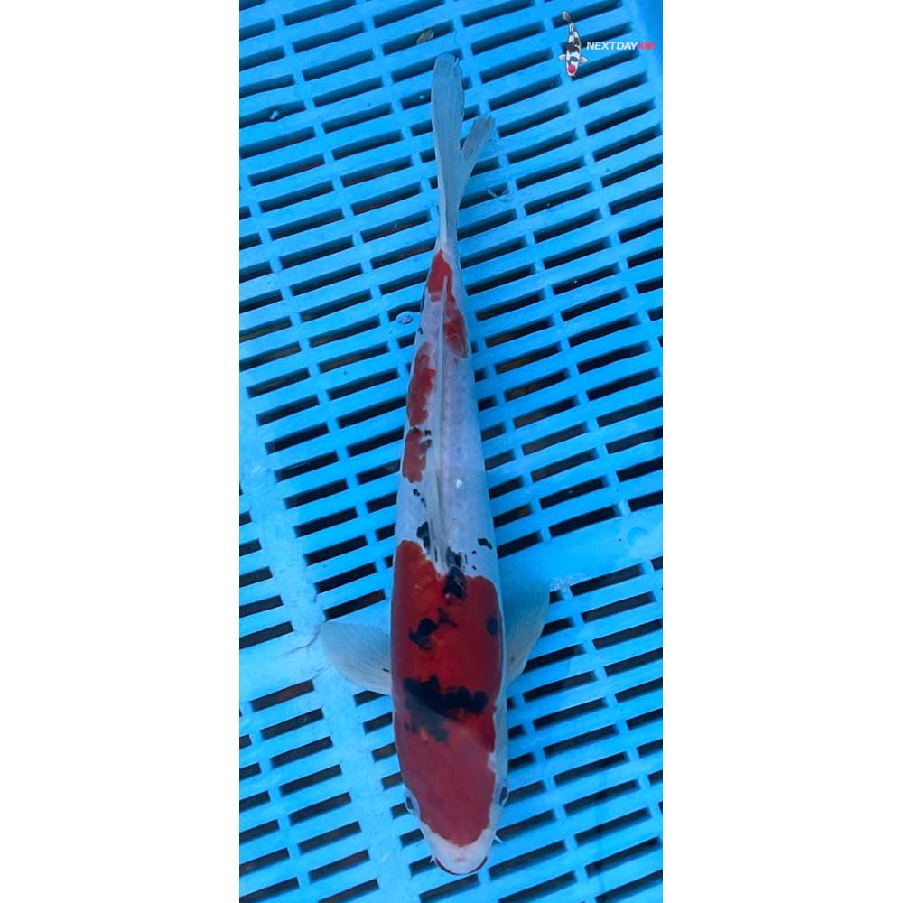 12-14” Imported Doitsu Sanke