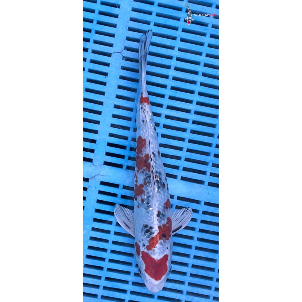 12-14” Imported Gin Rin Yamato Nishiki