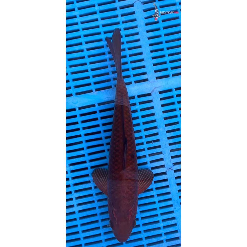12-14” Imported Chagoi