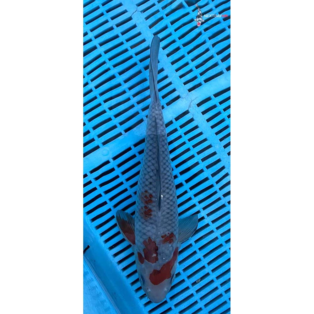 12-14” Imported Ochiba Shigure