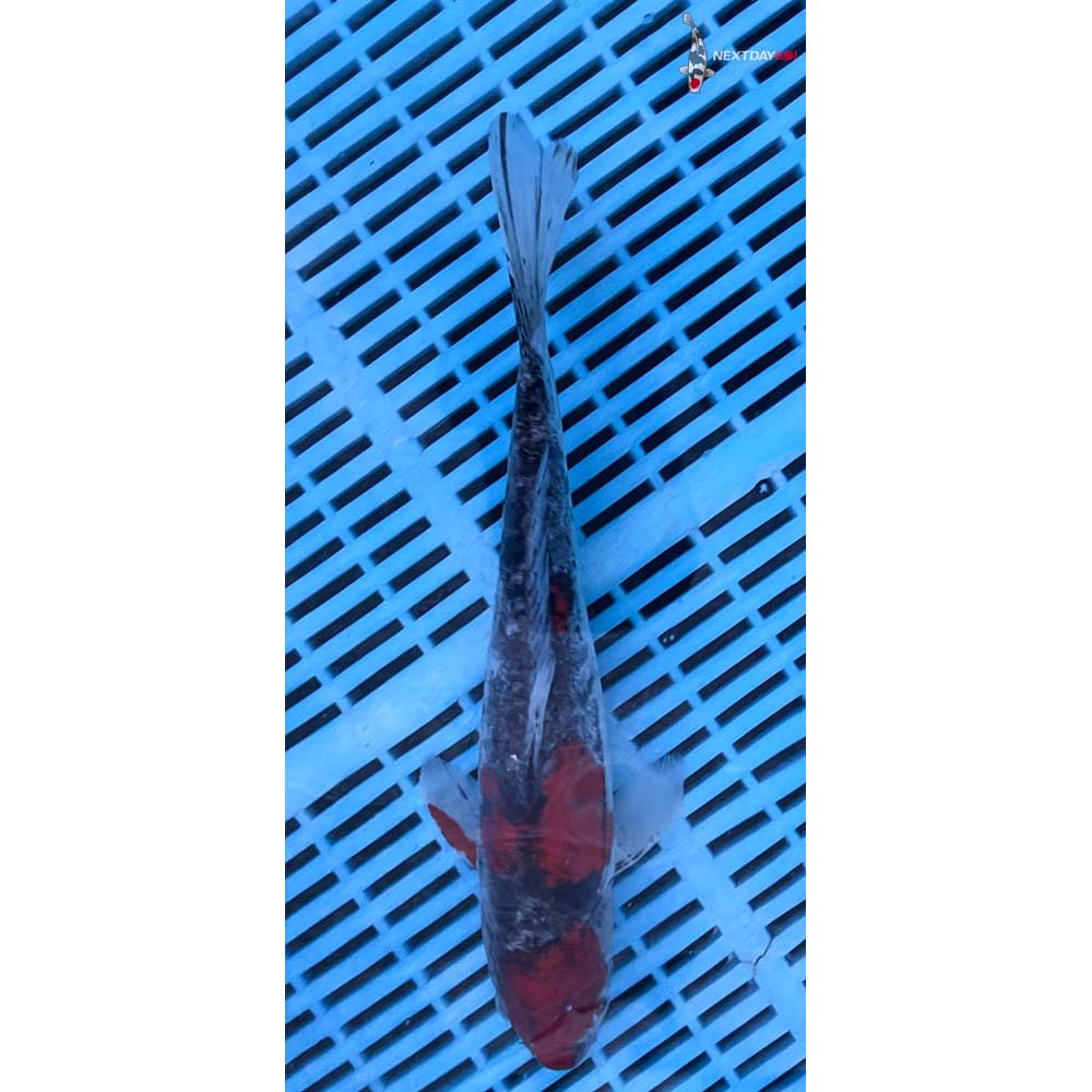 12-14” Imported Doitsu Goshiki