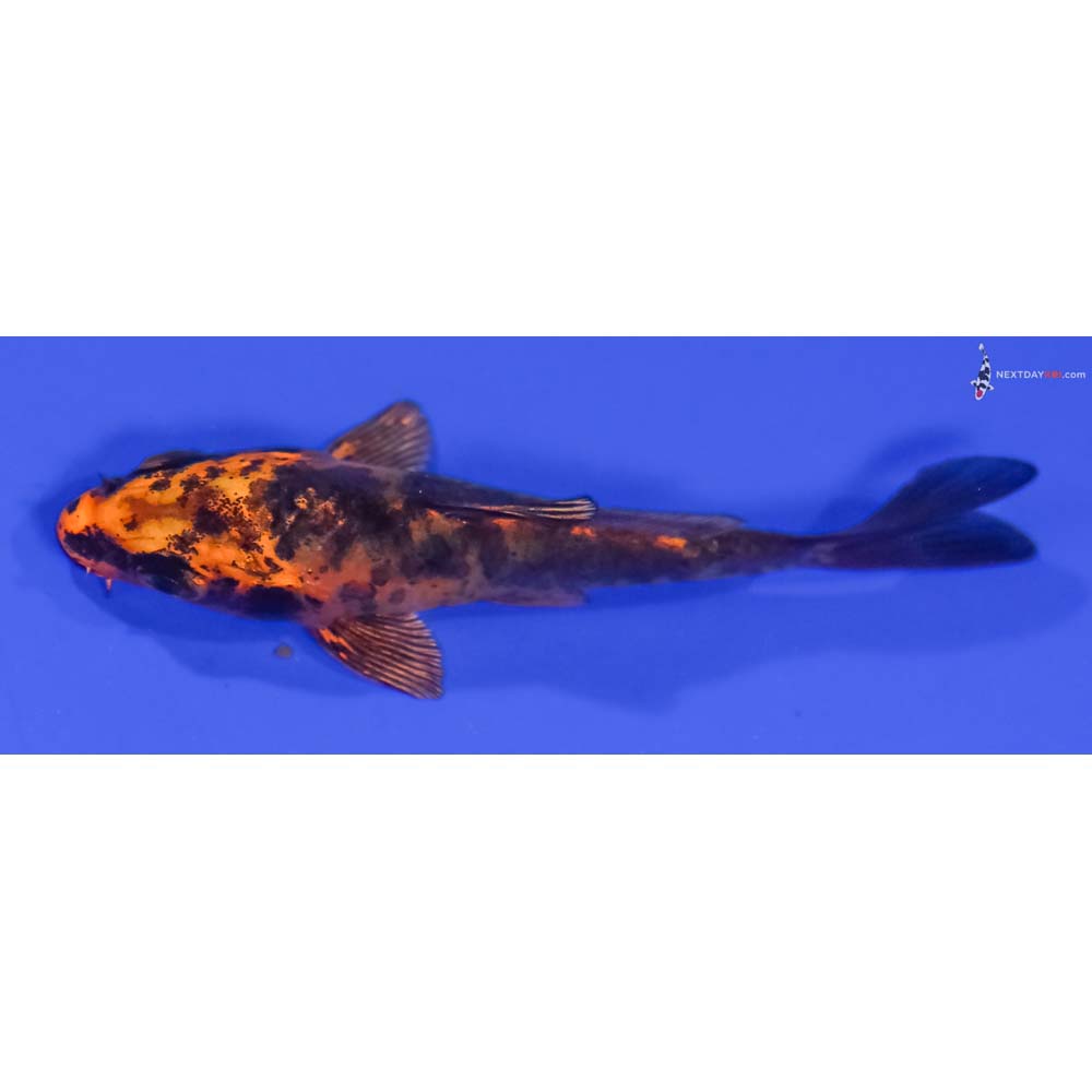 3” Imported Kin Aka Bekko