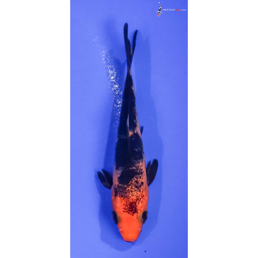 3.5” Imported Aka Bekko
