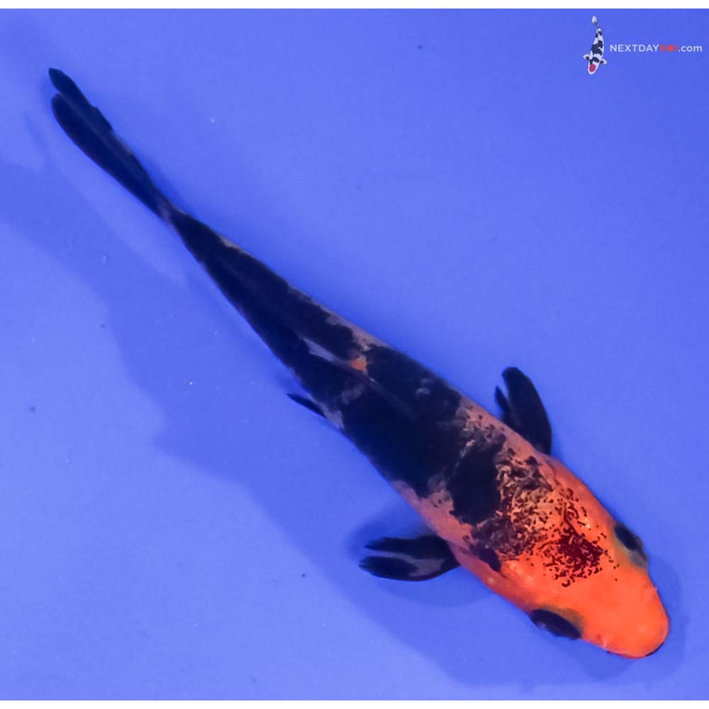 3.5” Imported Aka Bekko