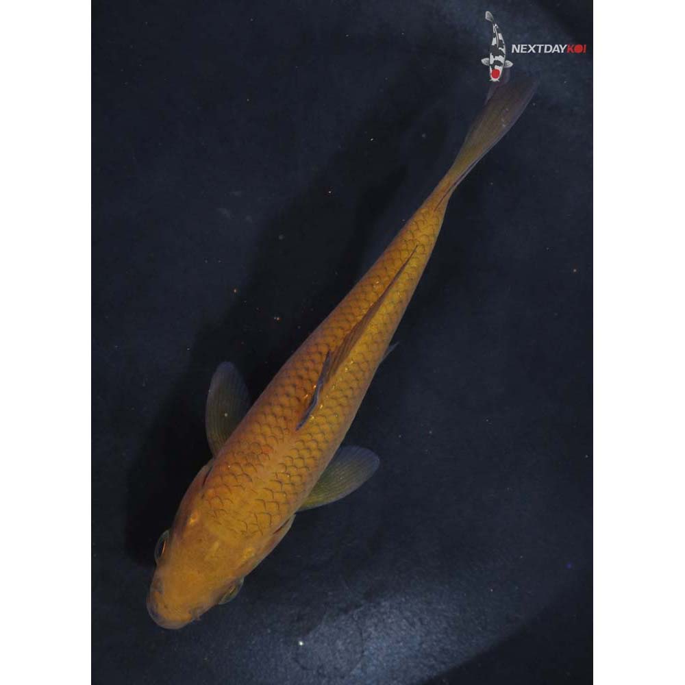 4.5” Imported Chagoi