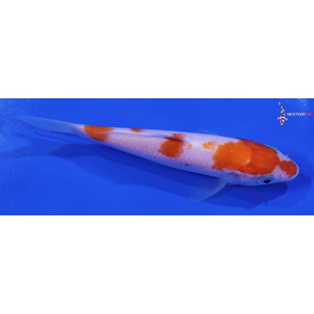 4.5” Imported Kohaku