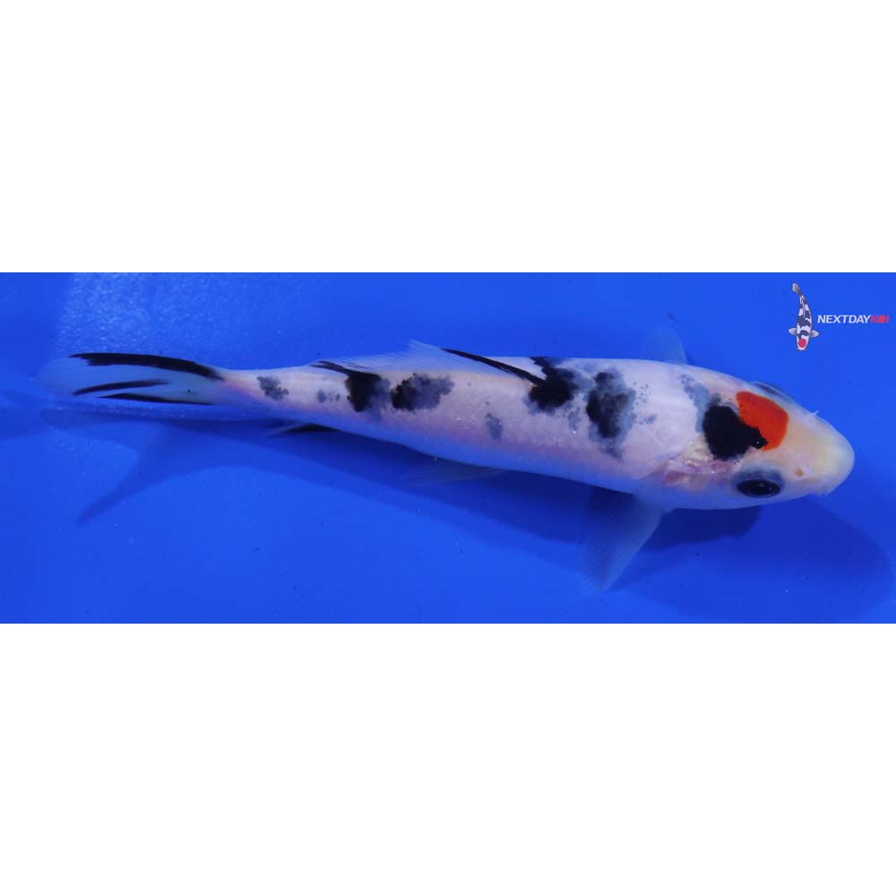 4.5” Imported Sanke